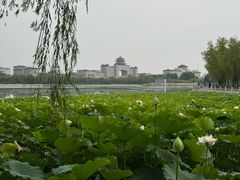 -莲花池公园