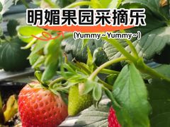 -甜心庄园·甜心草莓采摘园(西青中北店)