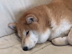 -小时光咖啡馆(开森度假森林店)