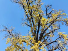 -千年银杏谷文化旅游区