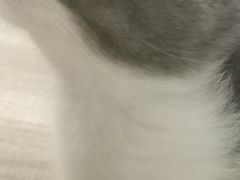 -飞行喵MR PILOT|猫舍·猫咖(静安大融城店)
