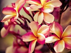 -龙兴·动物奶油生日蛋糕(龙北店)