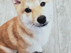 -浣熊柯尔鸭土拨鼠·电玩咖