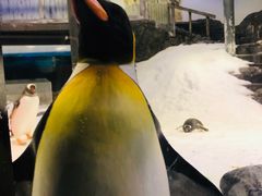 -悉尼海洋生物水族馆