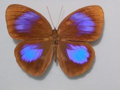 -上海昆虫博物馆