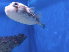 -烟台海昌鲸鲨海洋公园