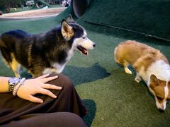 -爪吧宠物乐园 (温榆河示范区店)