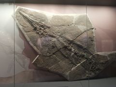 -贵州省地质博物馆