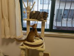 -momokira米努特·德文卷毛猫·棉花面纱犬