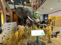 -卡通尼·Safari非洲探索乐园·生日会(金桥国际商业广场店)