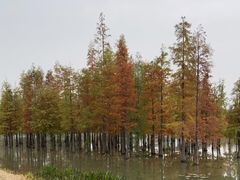 -白鹭湾湿地公园