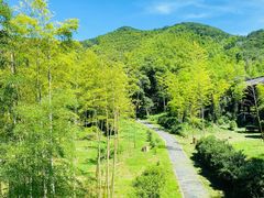 -大唐贡茶院