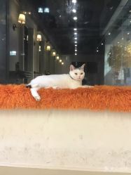 -M Hair造型