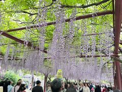 -嘉定紫藤园