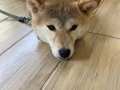 -李小姐の猫咖啡馆(五角场店)