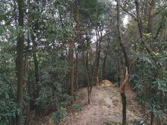 -南山植物园