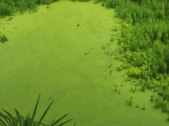 -桂湖森林公园