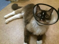 -芭比堂动物医院·犬猫全科·异宠专科(雁塔分院)