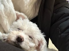 -宠爱国际动物医院· 猫科· 外科·中兽医(长白店)