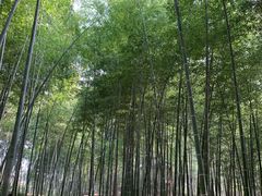 -上海佘山国家森林公园西佘山园