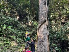 -西双版纳原始森林公园