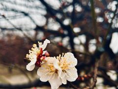 -苏州上方山国家森林公园