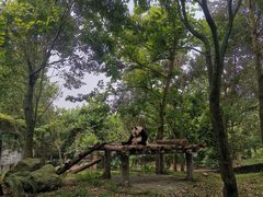 -都江堰中华大熊猫苑