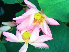 -洪湖生态旅游区