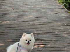 -爱侣·安琦尔宠物医院·中兽医针灸·心内科·狂犬免疫点(宝山区院)