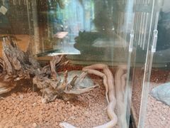 -吉丁鸟咖·异宠·寄养
