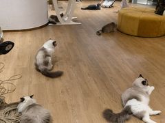 -1013 PET SHOP精品宠物商店(丁香店)