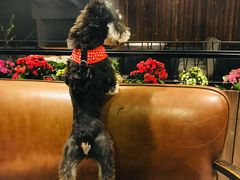 -百好乐宠物友好餐厅(朝外大街店)