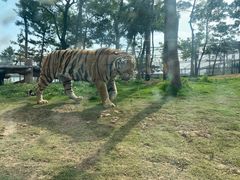 -西霞口神雕山野生动物世界