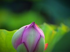 -荷花荡