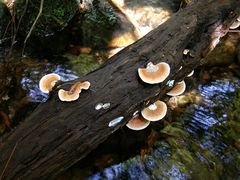 -羚羊峡古栈道森林公园