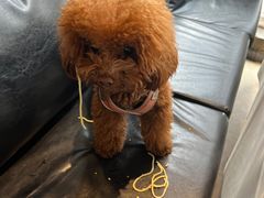 -百好乐宠物友好餐厅(朝外大街店)