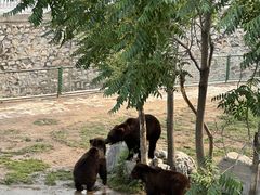 -石家庄市动物园