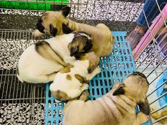 -凯德广场(学府店)