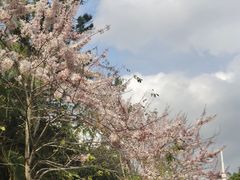 -深圳国际园林花卉博览园