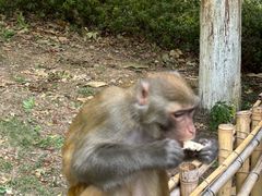 -黔灵山公园