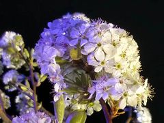 -百花洲