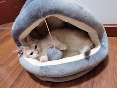 -猫大福·Fortune Cat猫舍(百子湾店)