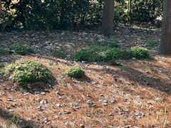 -合肥滨湖国家森林公园