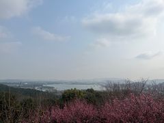 -香雪海