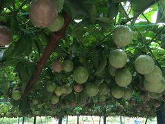 -福建土楼（南靖）云水谣景区-和贵楼