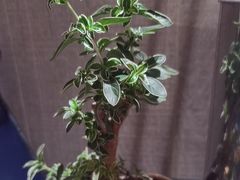 -四季餐厅(大寺店)