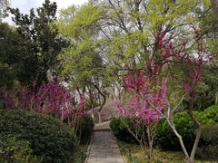 -紫荆山公园