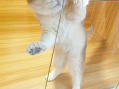 -猫十亿·布偶金渐层·曼基康矮脚猫舍(青年路店)