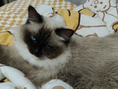 -乐琪宠物医院·犬猫专科·骨外科·急重症