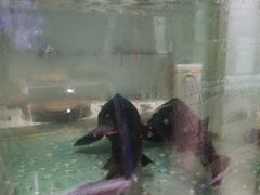 -云鱿记鱿鱼鸡·野生菌火锅(人民南路店)